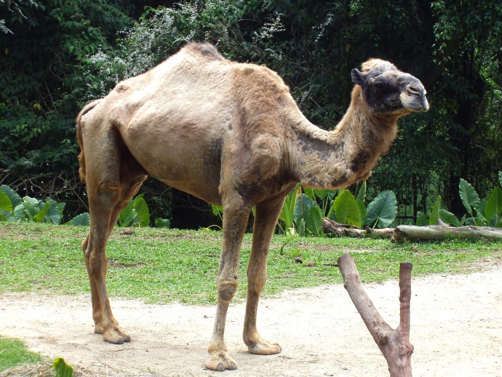 Camel Portrait What Eats A Camel