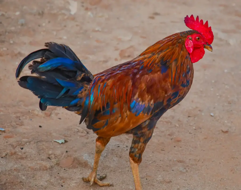 What Eats A Chicken