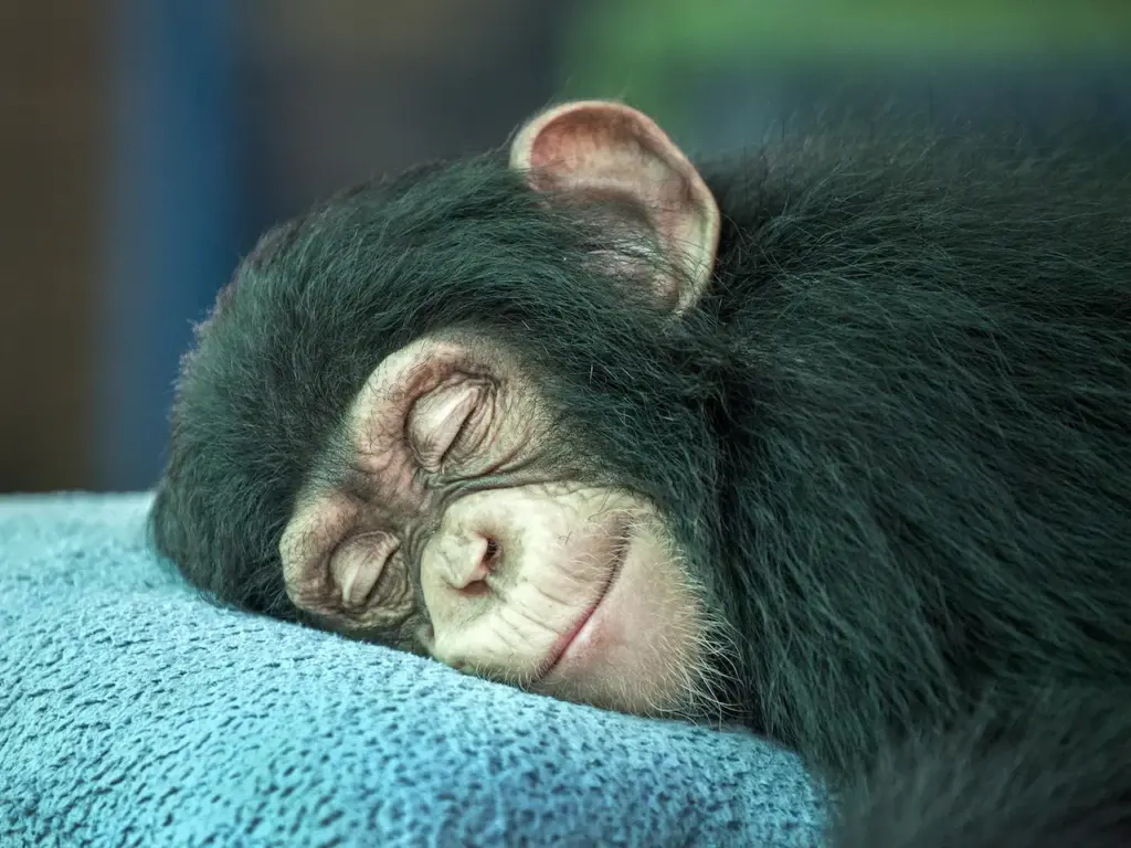 A Sleeping Chimpanzee What Eats A Chimpanzee