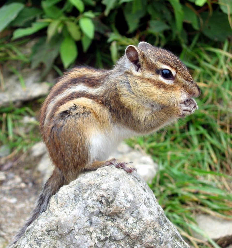What Eats A Chipmunk