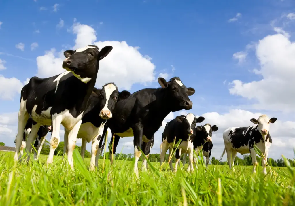 Group of Cows In The Farm What Eats A Cow