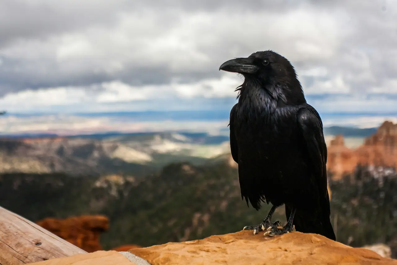What Eats A Crow What Does A Crow Eat