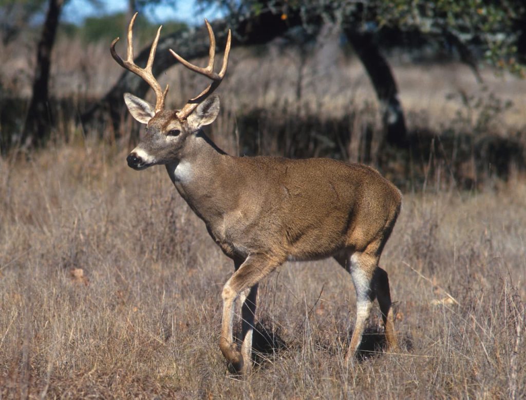 What Eats A Deer