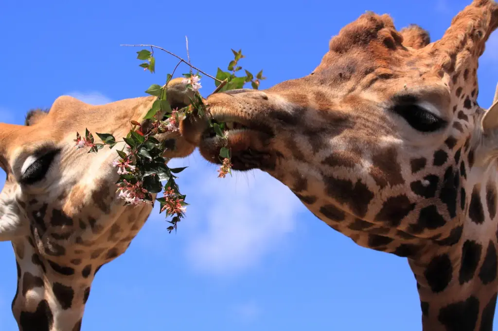 Two Giraffes Eating Together What Eats A Giraffe