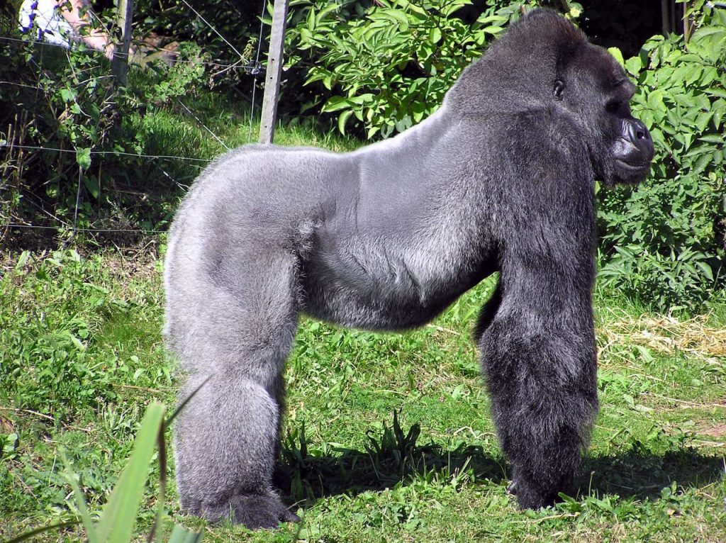 What Eats A Gorilla