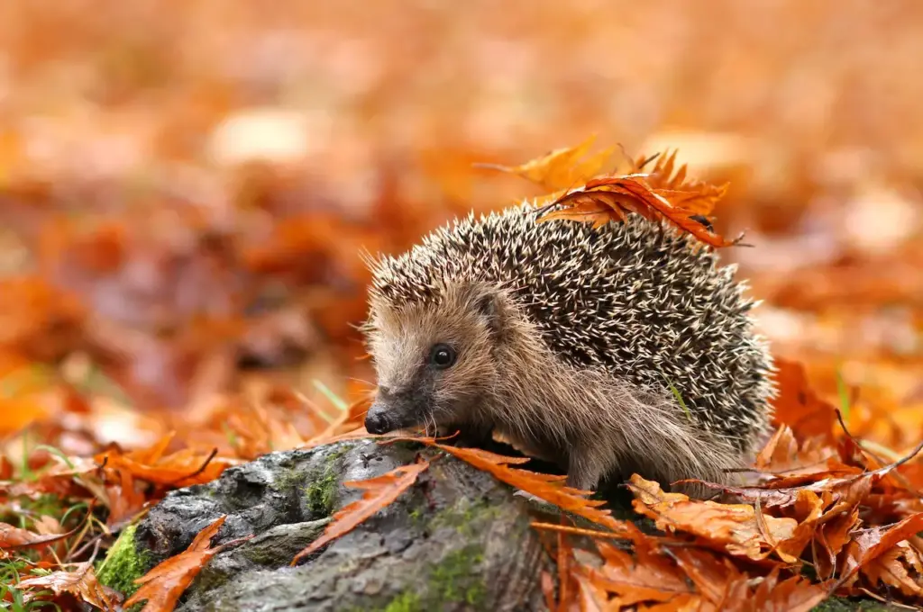 What Eats A Hedgehog