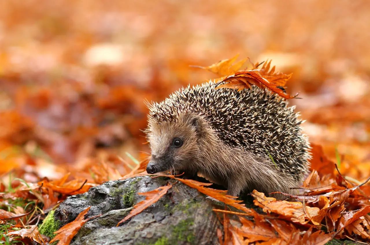 What Eats A Hedgehog