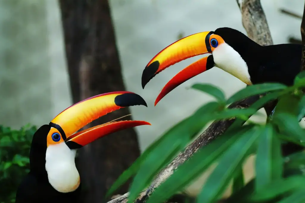 What Eats A Hornbill