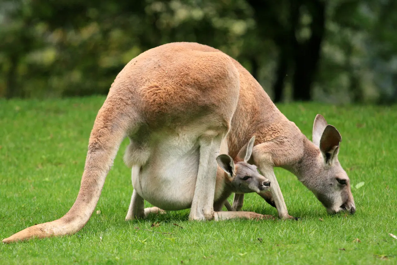 What Eats A Kangaroo