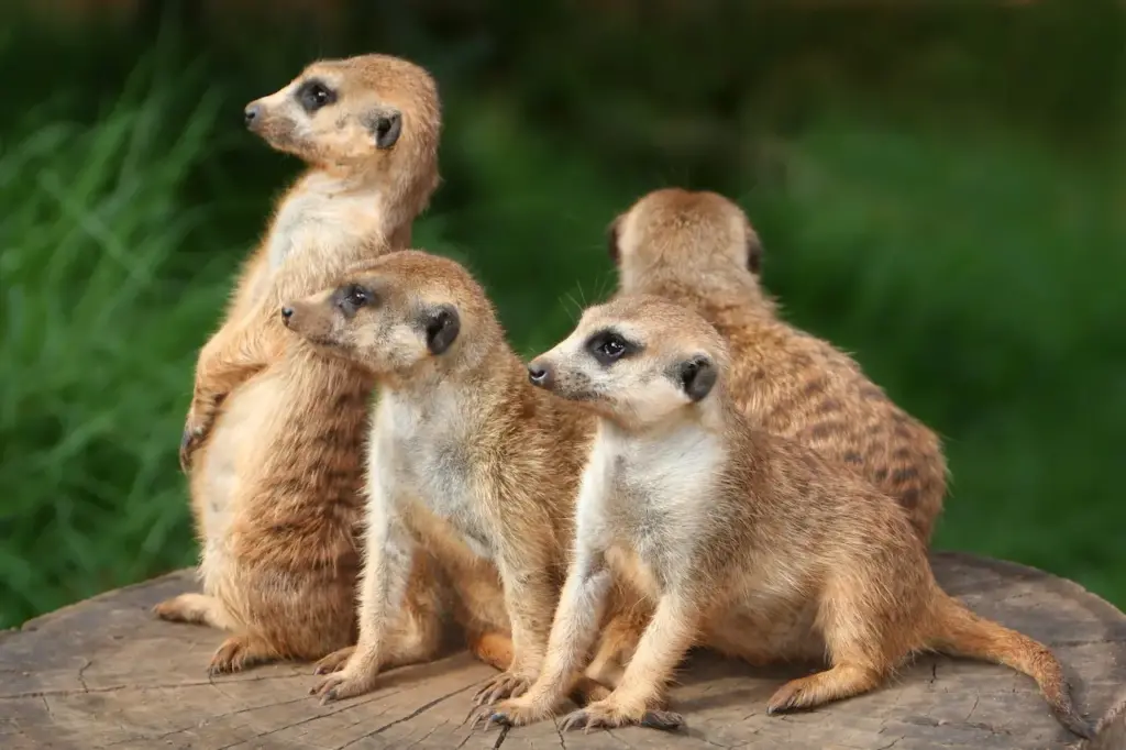 What Eats A Meerkat