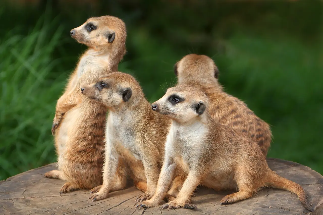 What Eats A Meerkat