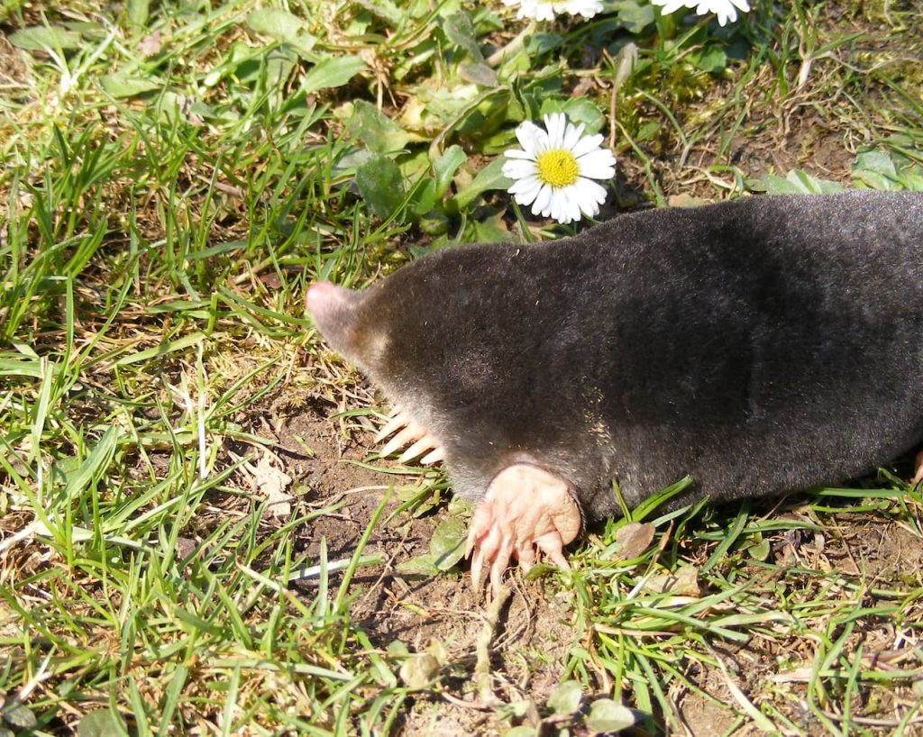 What Eats A Mole