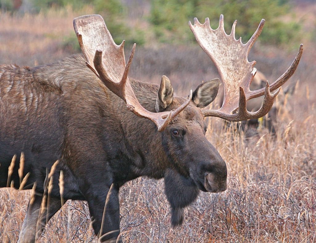 What Eats A Moose