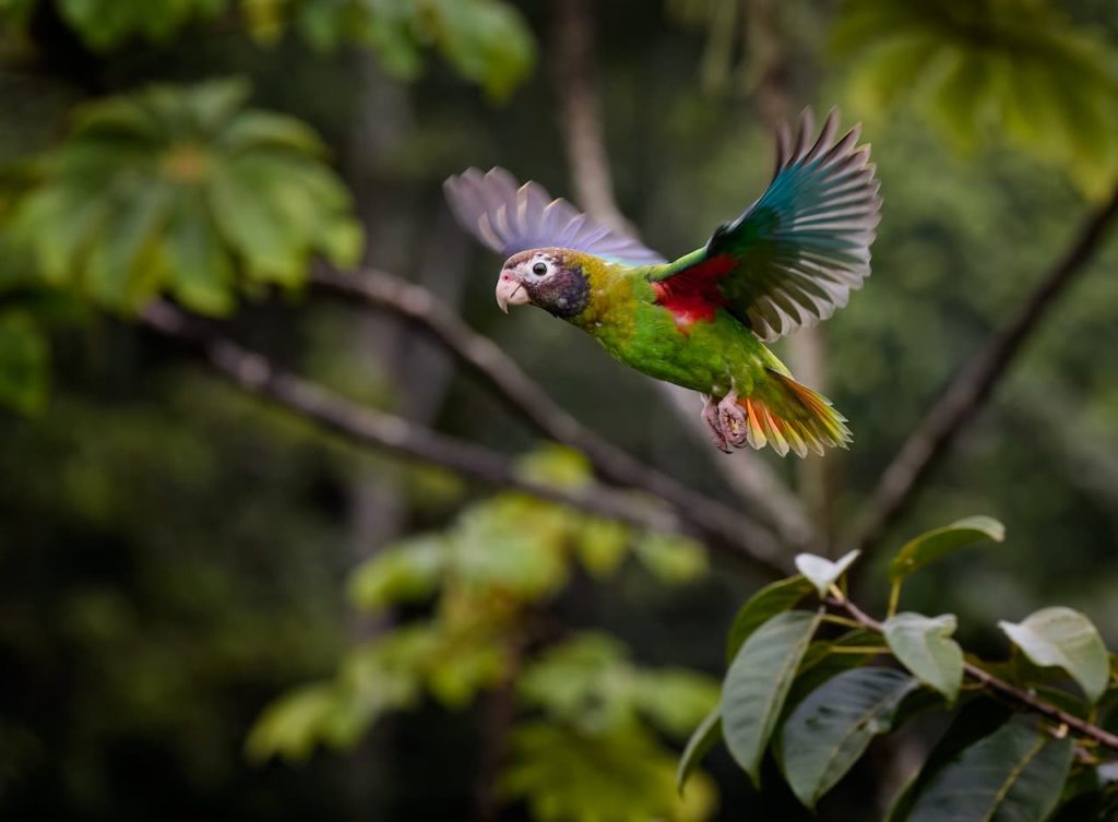 What Eats A Parrot Flying Macaw