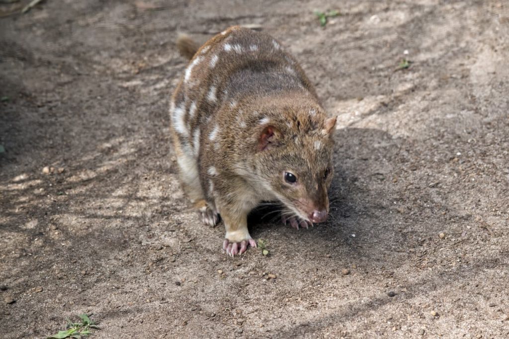 What Eats A Quoll