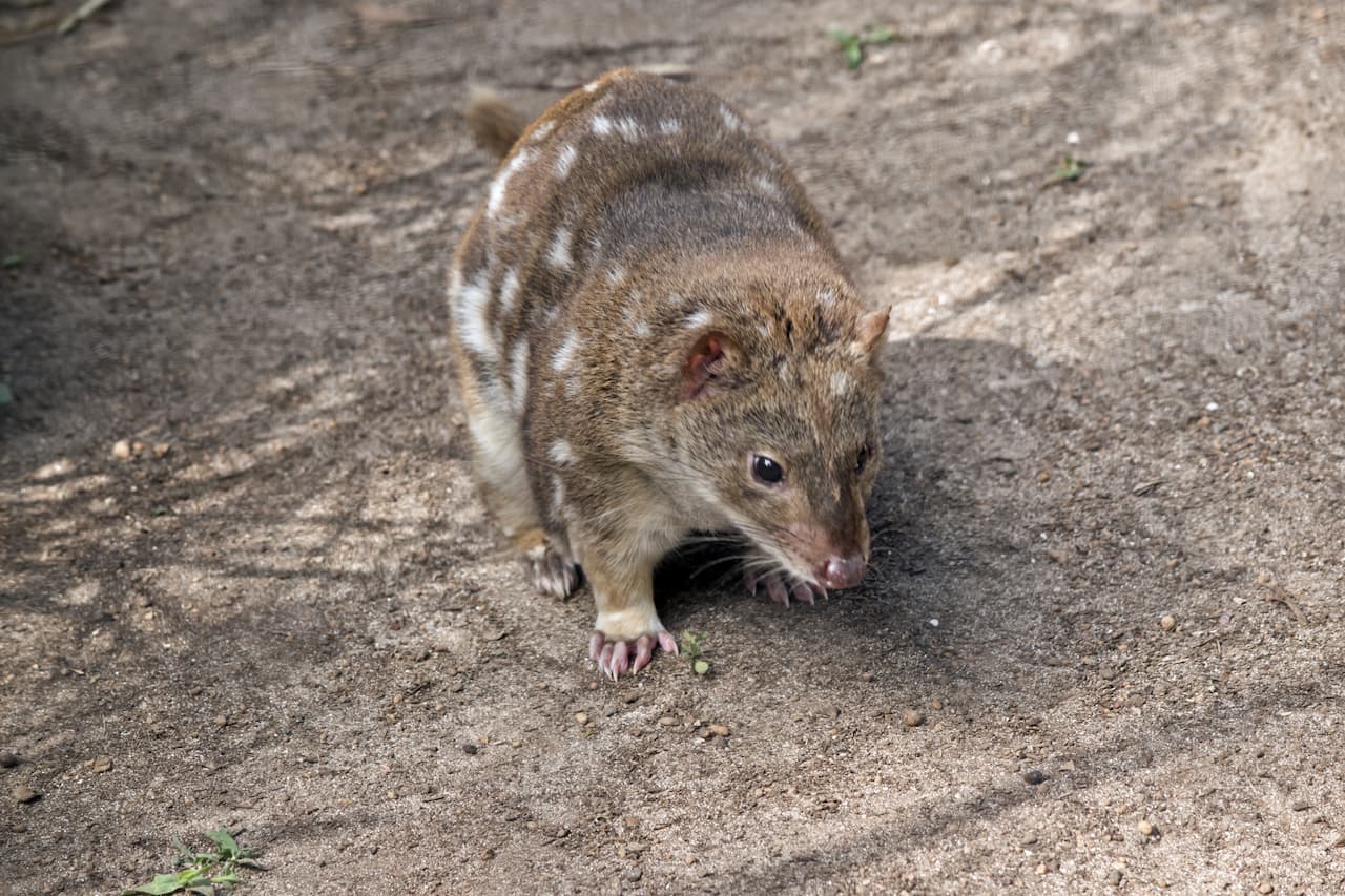 What Eats A Quoll