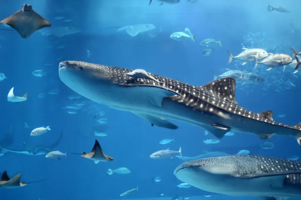 Whale Shark Swimming in a Swarm of Fish What Eats A Whale