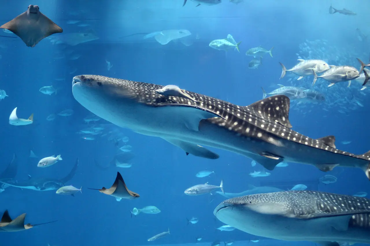 Whale Shark Swimming in a Swarm of Fish What Eats A Whale