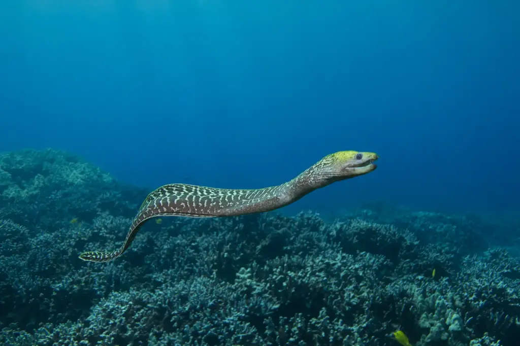 Eel Underwater What Eats An Eel