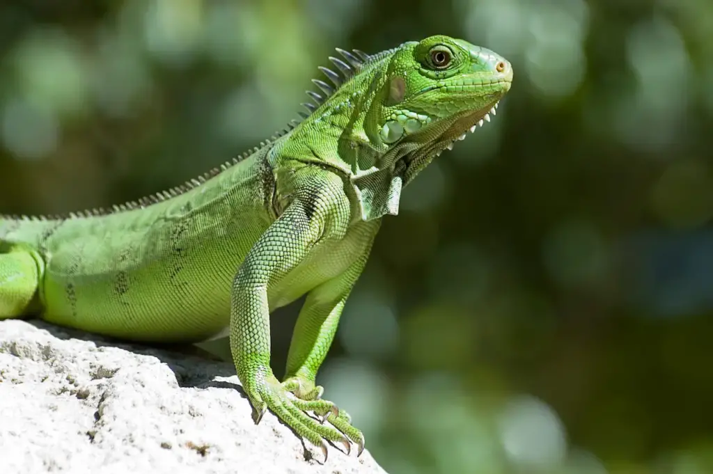 What Eats An Iguana