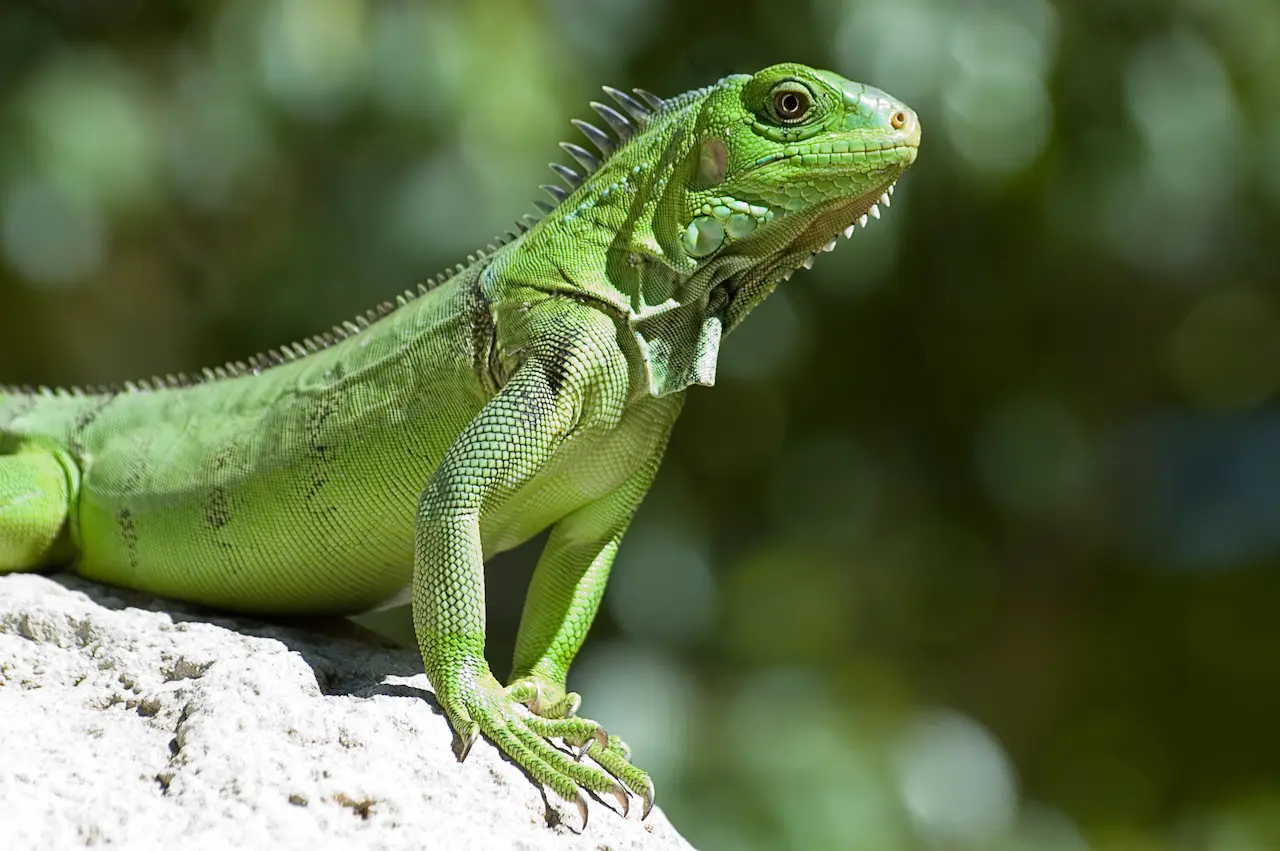 What Eats An Iguana