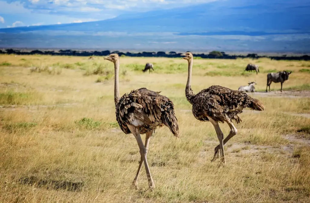What Eats An Ostrich