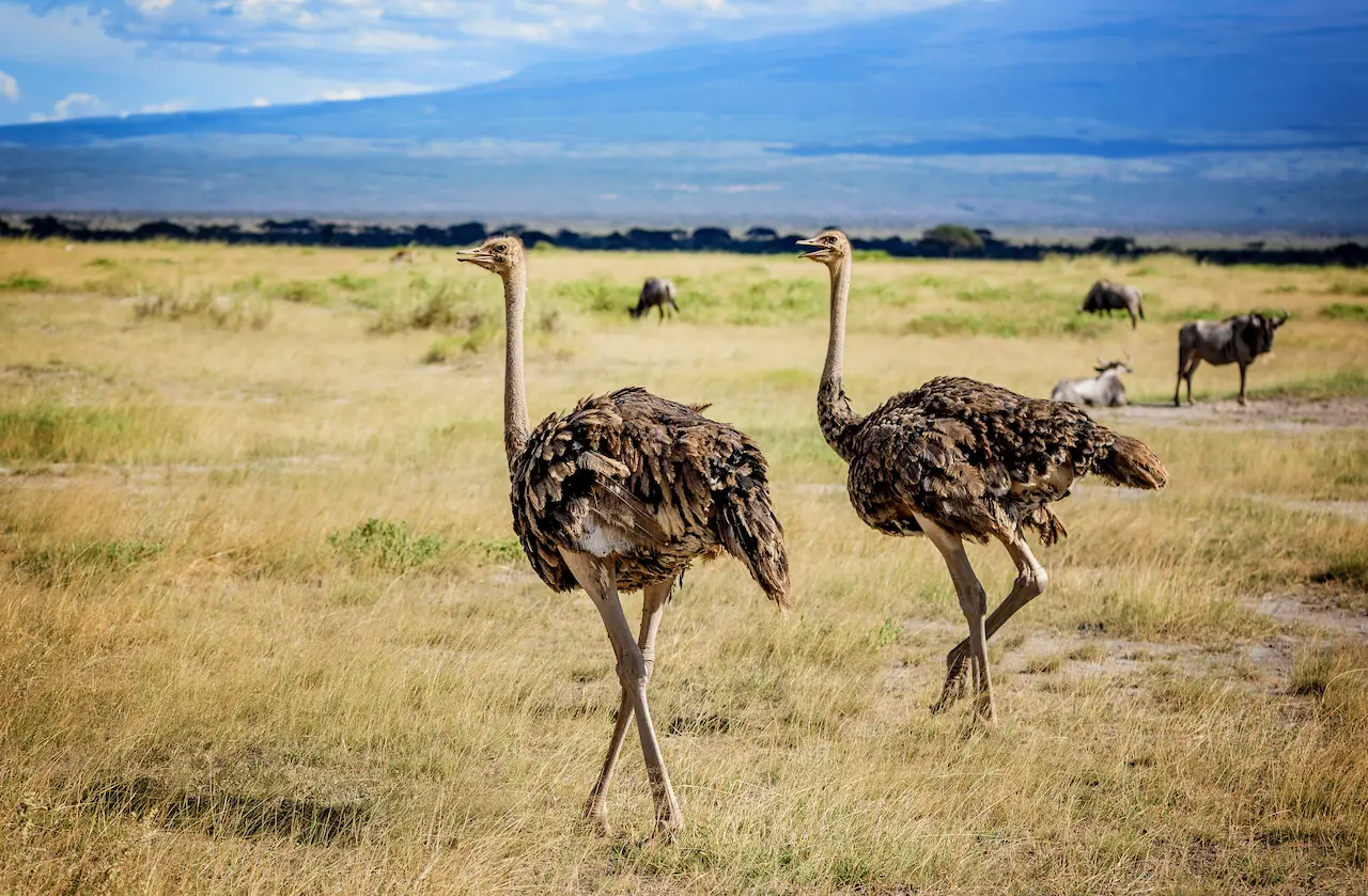 What Eats An Ostrich