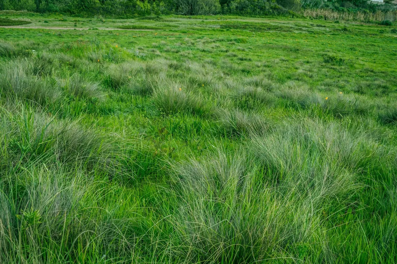 Green Grass What Eats Grass