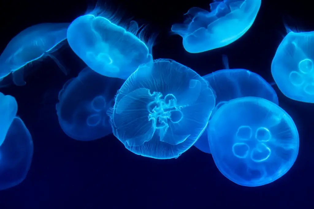 What Eats Jellyfish
