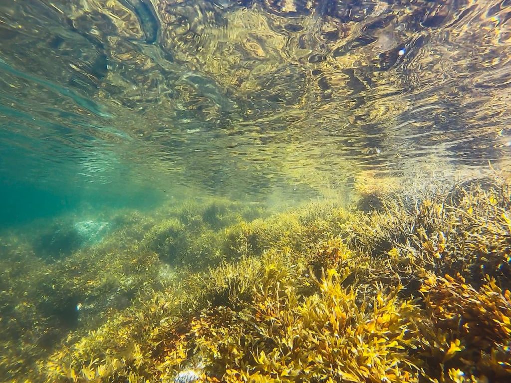 What Eats Kelp