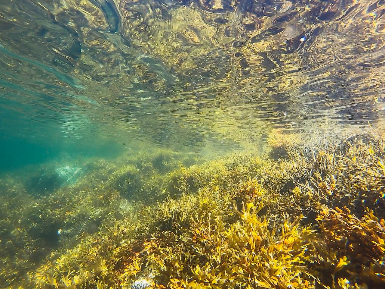 What Eats Kelp