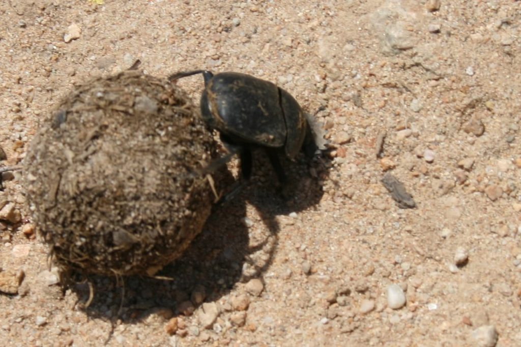 What Eats Poop Dung Beetle