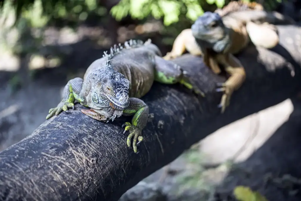 Two Chameleons on the Tree What Eats A Chameleon