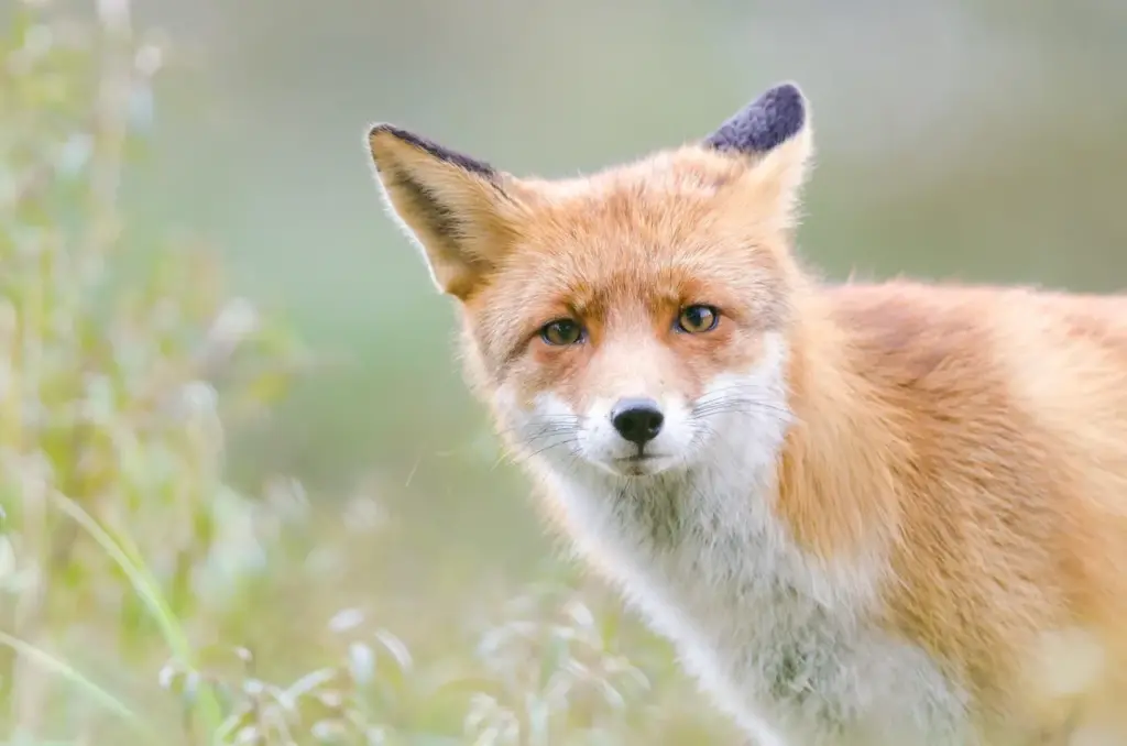 Close Up Image of Fox What Eats A Fox