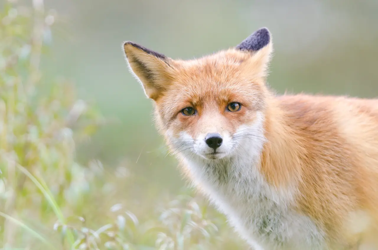 Close Up Image of Fox What Eats A Fox
