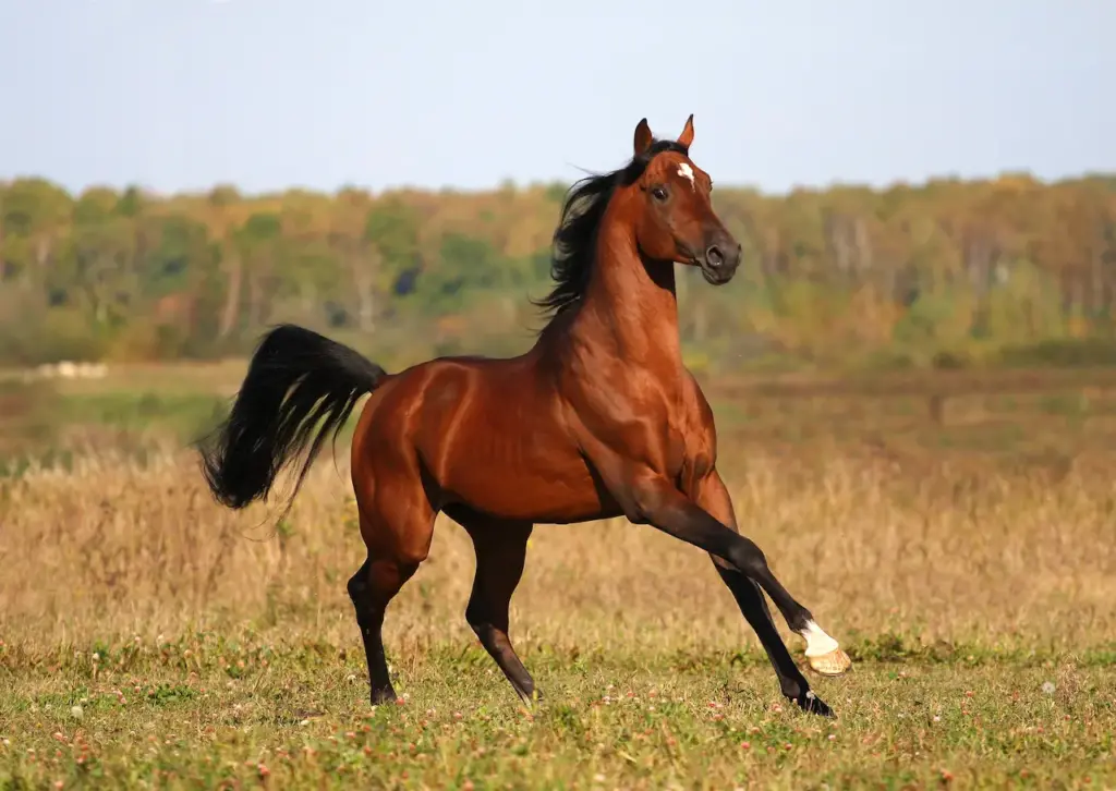 What Eats A Horse