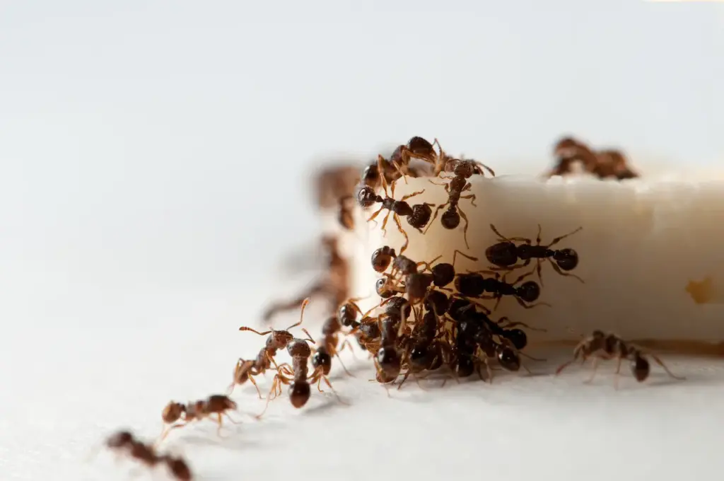 Ants Eating Cheese What Eats Ants