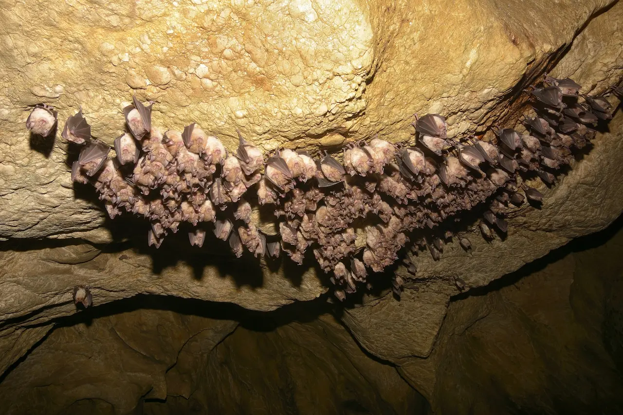 Group of Bats Hibernating in The Cave What Eats Bats?