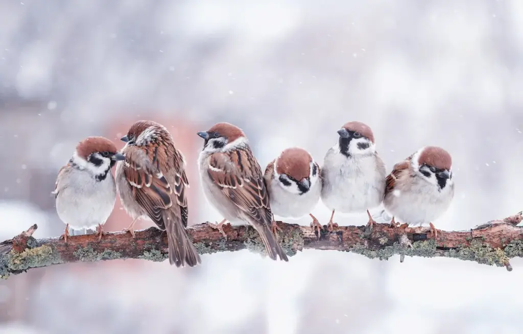 Little Birds Sparrows are Sitting on a Tree Branch in Winter What Eats Birds