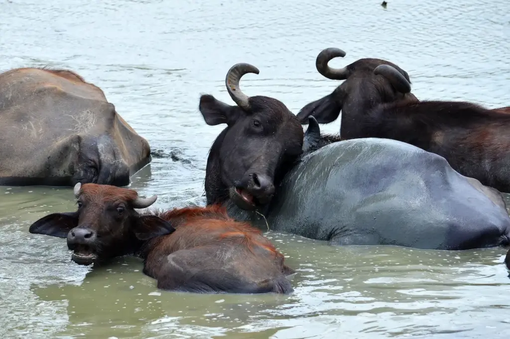 Pack of Buffalos In The Water What Eats Buffalos