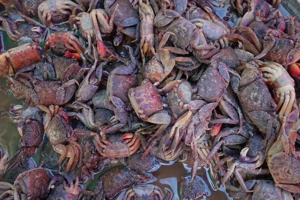 Group of Salted Crab What Eats Crabs