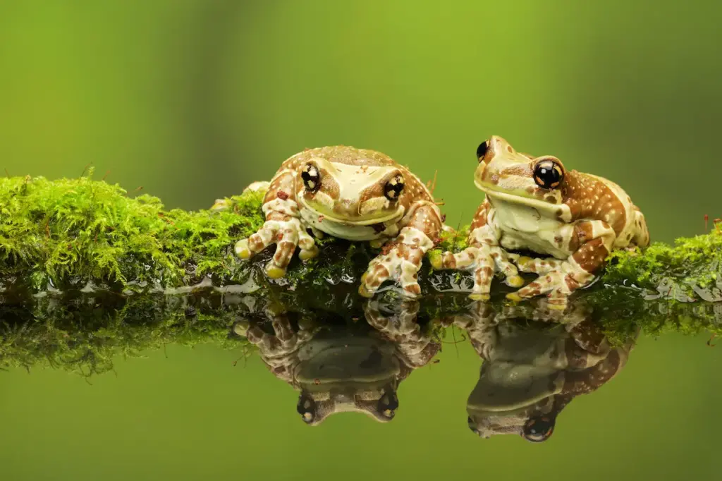 Two Frogs What Eats Frogs