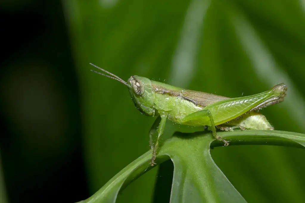 What Eats Grasshoppers
