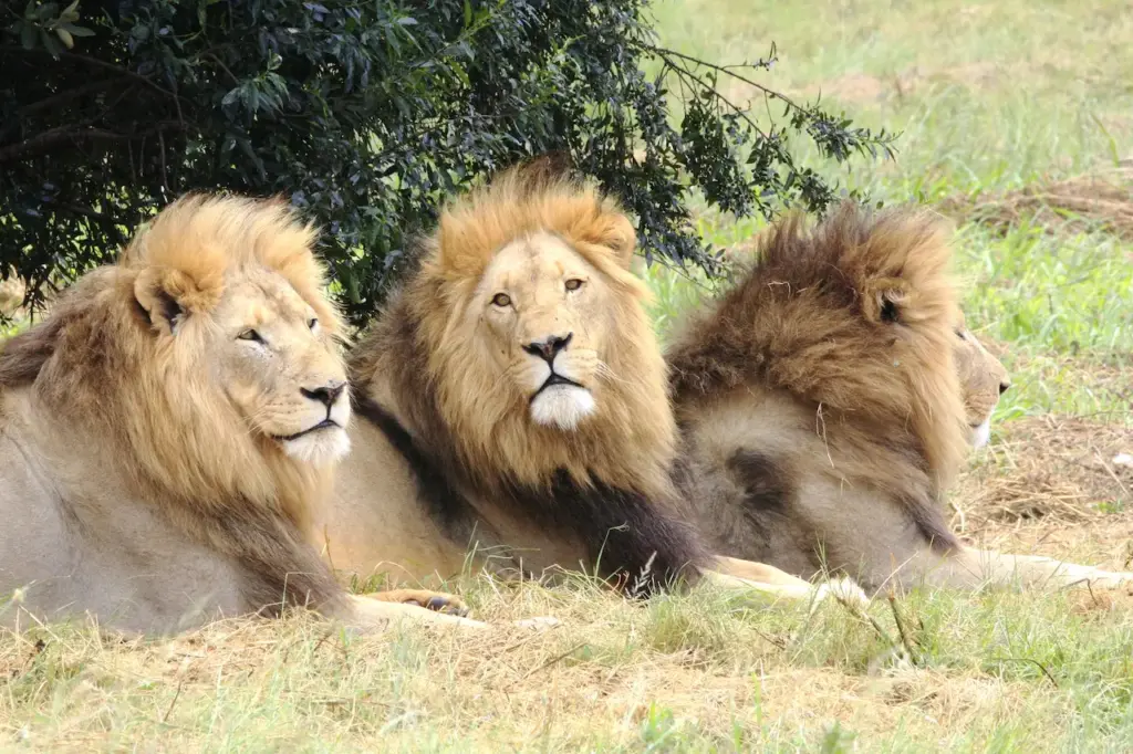 Three Lions Resting What Eats Lions