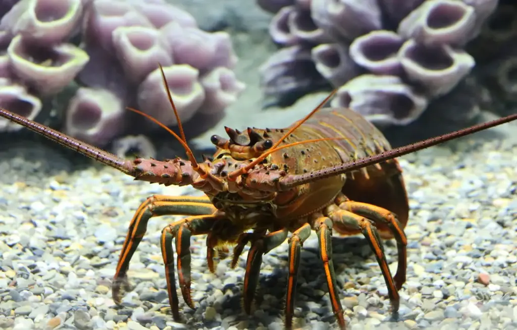 Closeup Image of a Lobster What Eats Lobsters