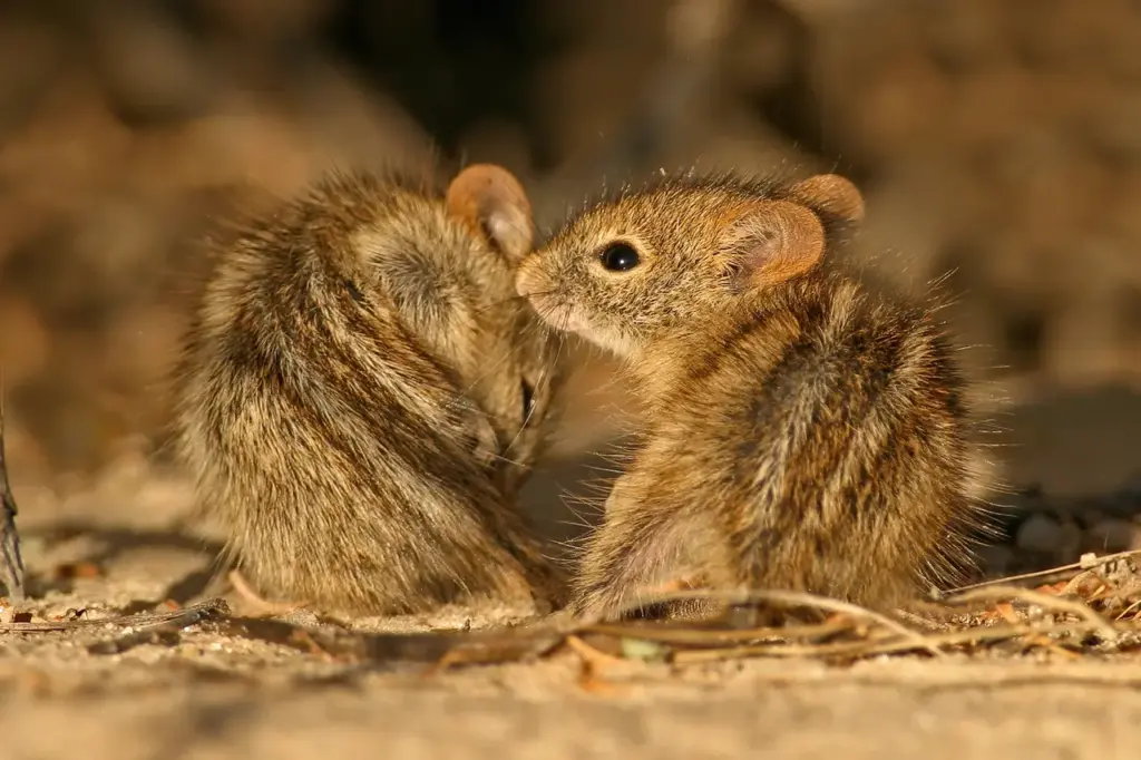 Two Striped Grass Mice What Eats Mice