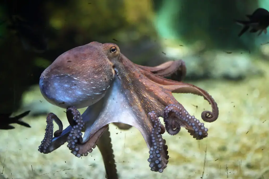 What Eats Octopus
