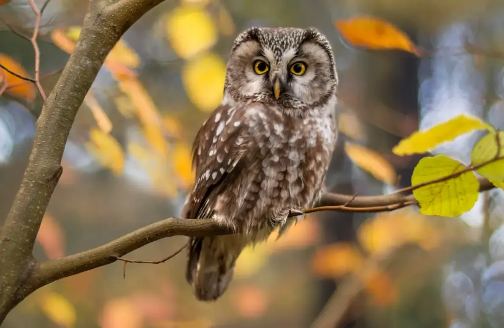 Owls Resting in Tree Branch What Eats Owls