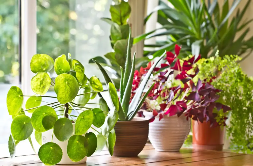 House Plant What Eats Plants