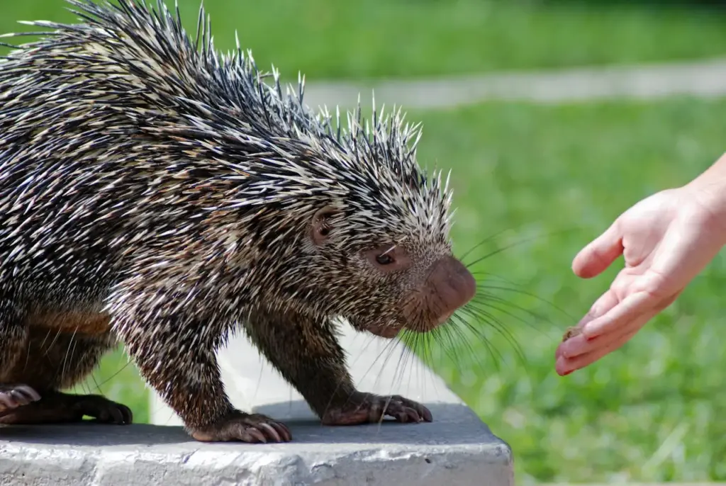 What Eats Porcupines? Person Feeding The Porcupine